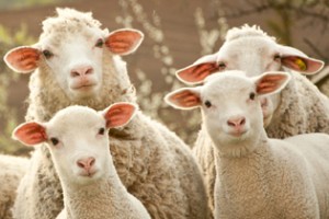 Livestock and Wool | Steer Incorporated | Begin Giving | Tax Efficiency